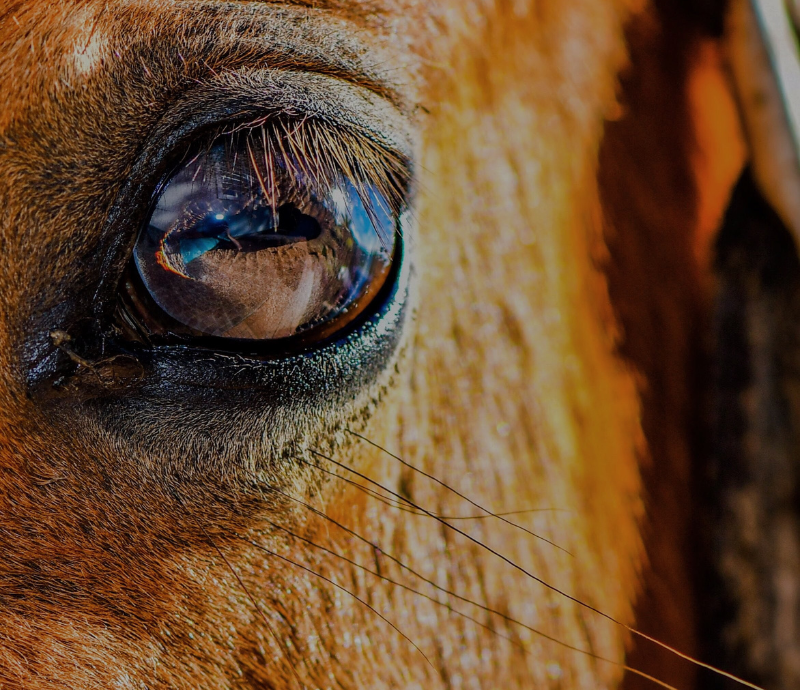 Patience and Persistence: The Art of Wildlife Photography