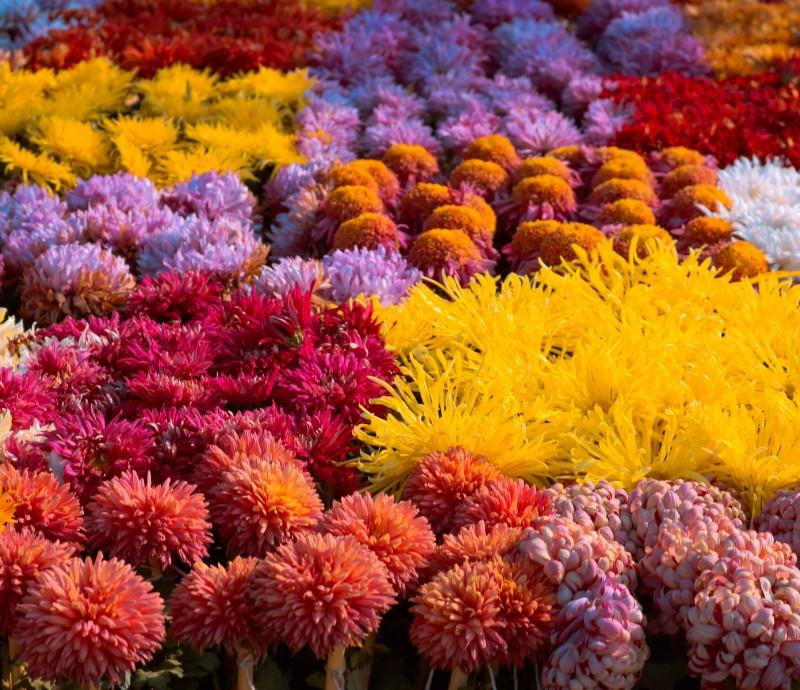 The art of colour theory in Garden Design