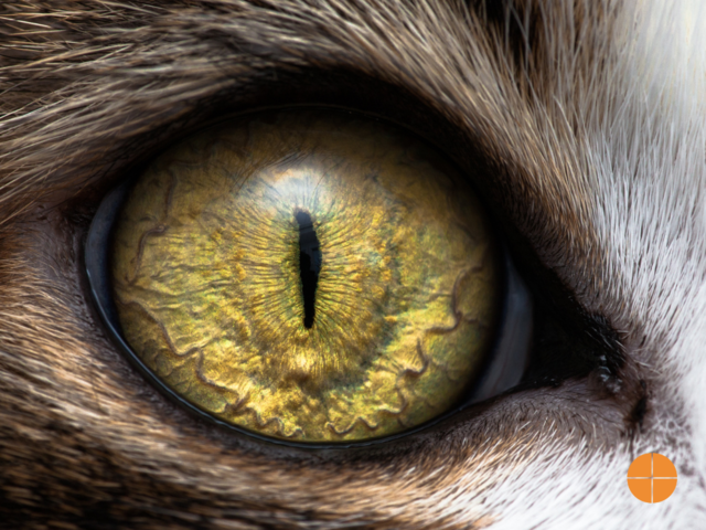 A close-up photograph of cat eyes with post-processing.