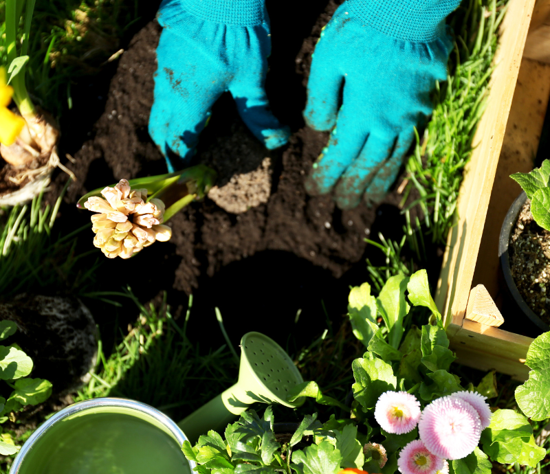 How Native Plants Enhance Your Garden Ecosystem