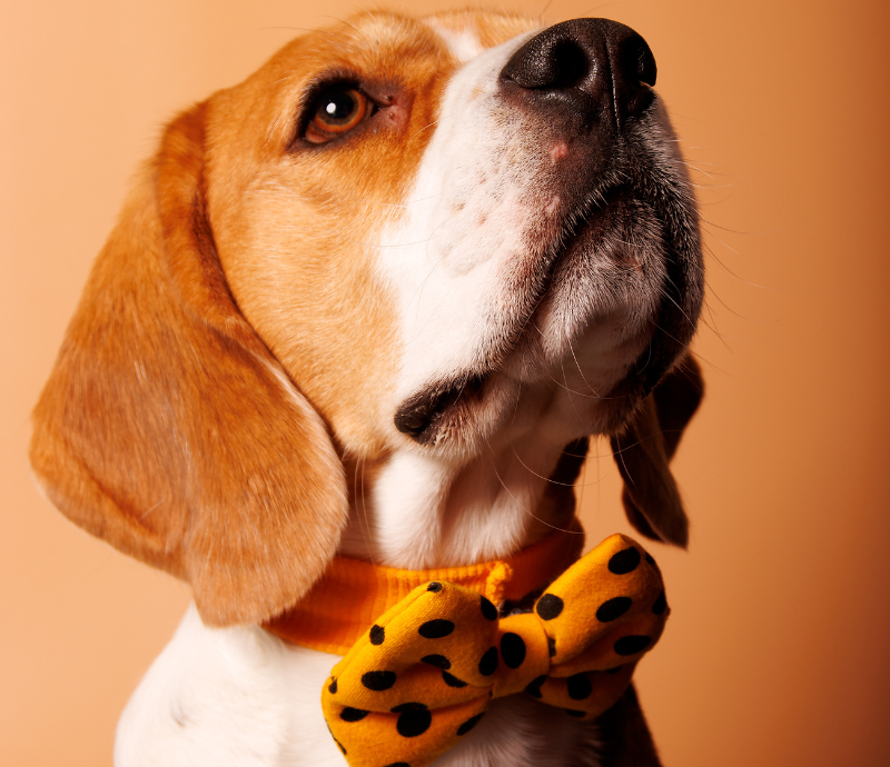 Pet photography: Capture the perfect moment