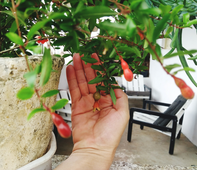 Edible Landscaping in Modern Garden Design