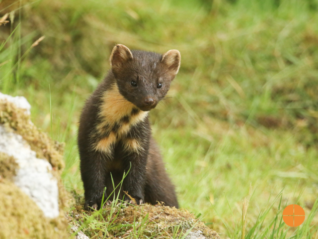 A photo of a Pine Marten (Martes martes) peeking over a rock in the wild.