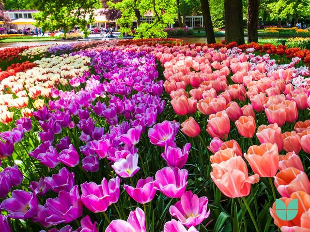 Coloured Tulip field garden showing matching and constrast