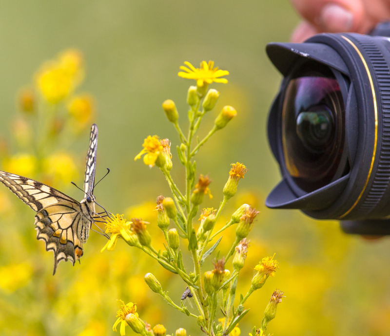 Exploring the Beauty of Wildlife Photography